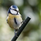 lütt Blauhelm auf dem Pflanzstab  .....