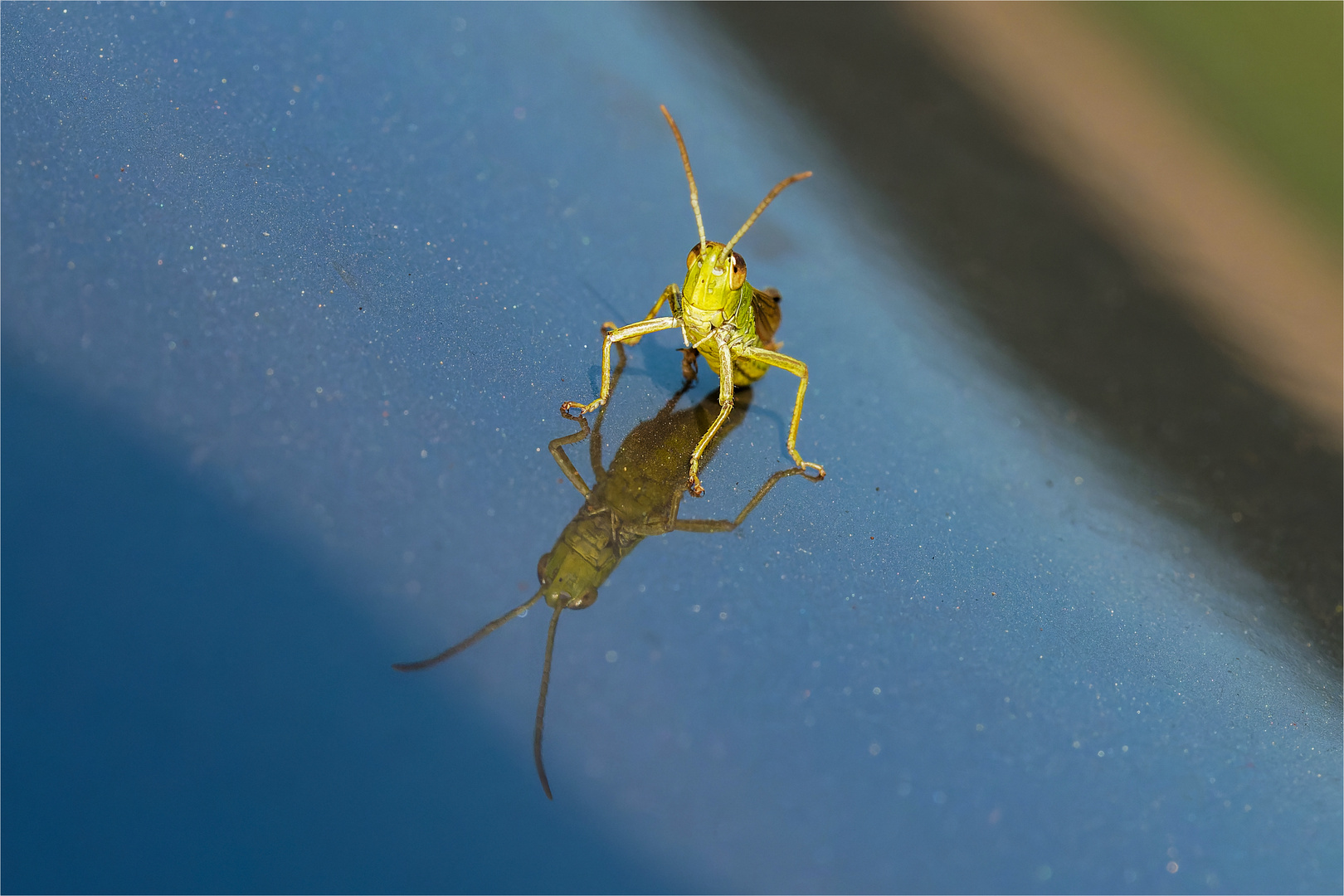 lütt Hüpper mit großem Spiegelbild  .....