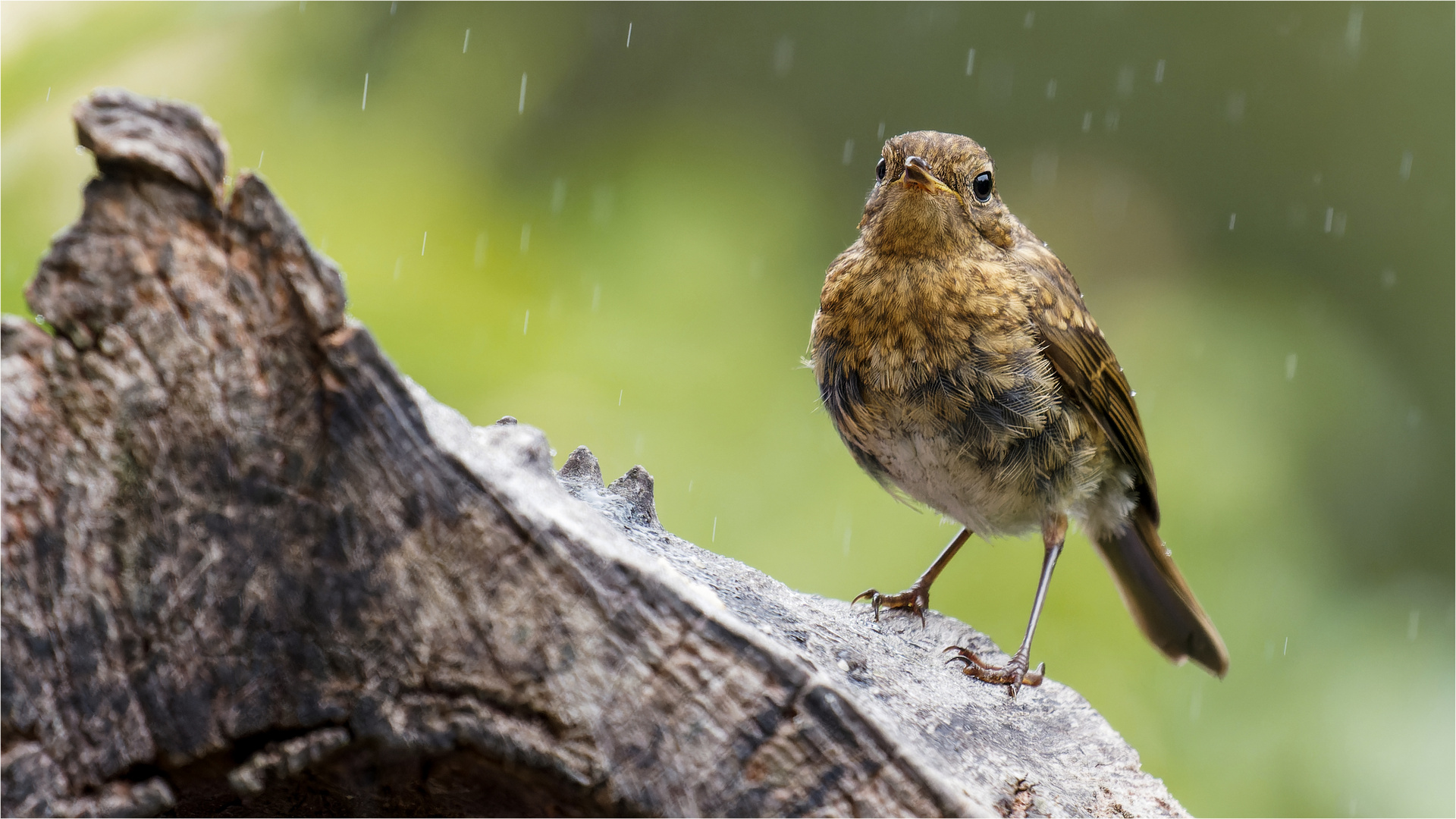 lütt Kehlchen bei Nieselregen .....