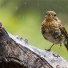 lütt Kehlchen bei Nieselregen .....