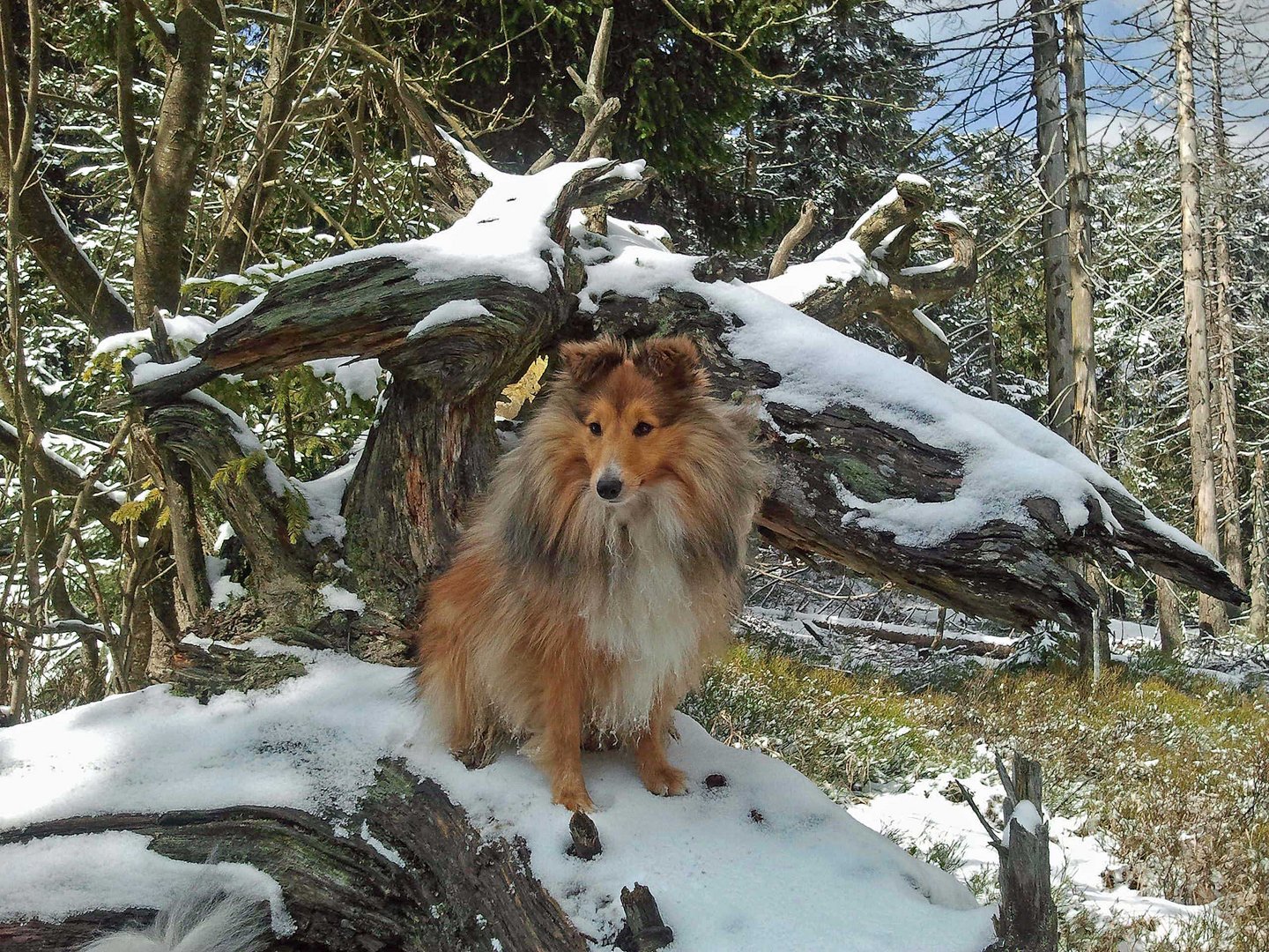 Lütt Olly zur Lewitzperle Ostern 2012 im Harz