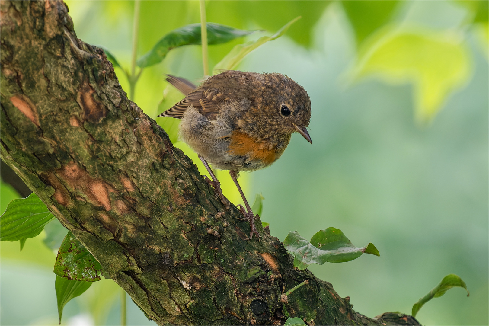 lütt Robin auf dem Kornelkirschenast  .....