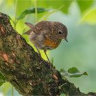 lütt Robin auf dem Kornelkirschenast  .....