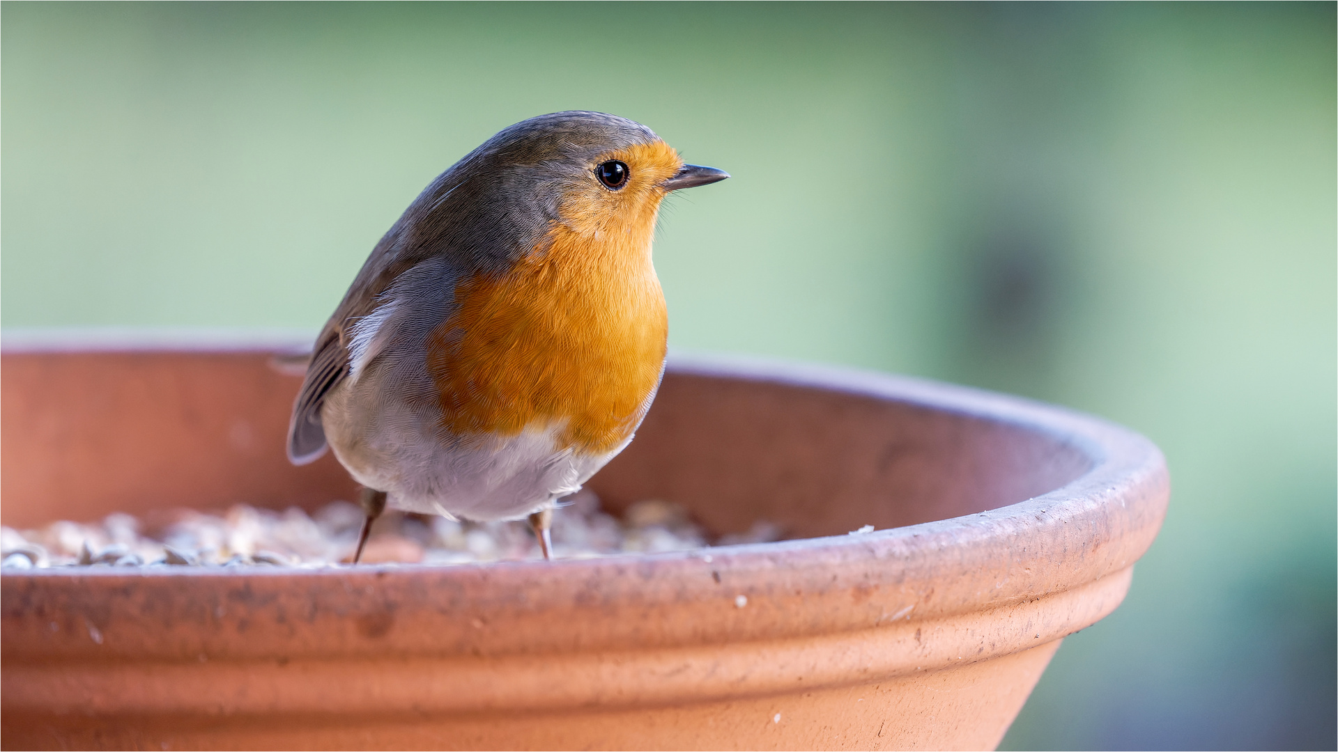 lütt Robin in der Futterschale  .....