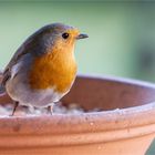 lütt Robin in der Futterschale  .....