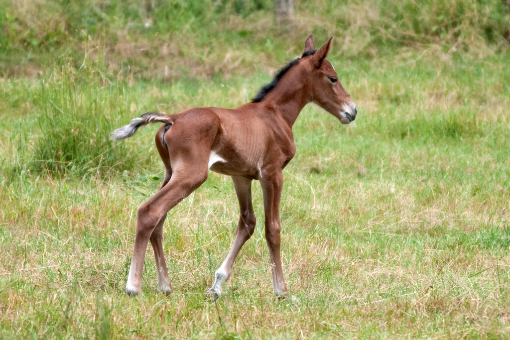 Lüttje