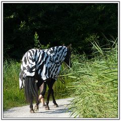 Lützelseezebra