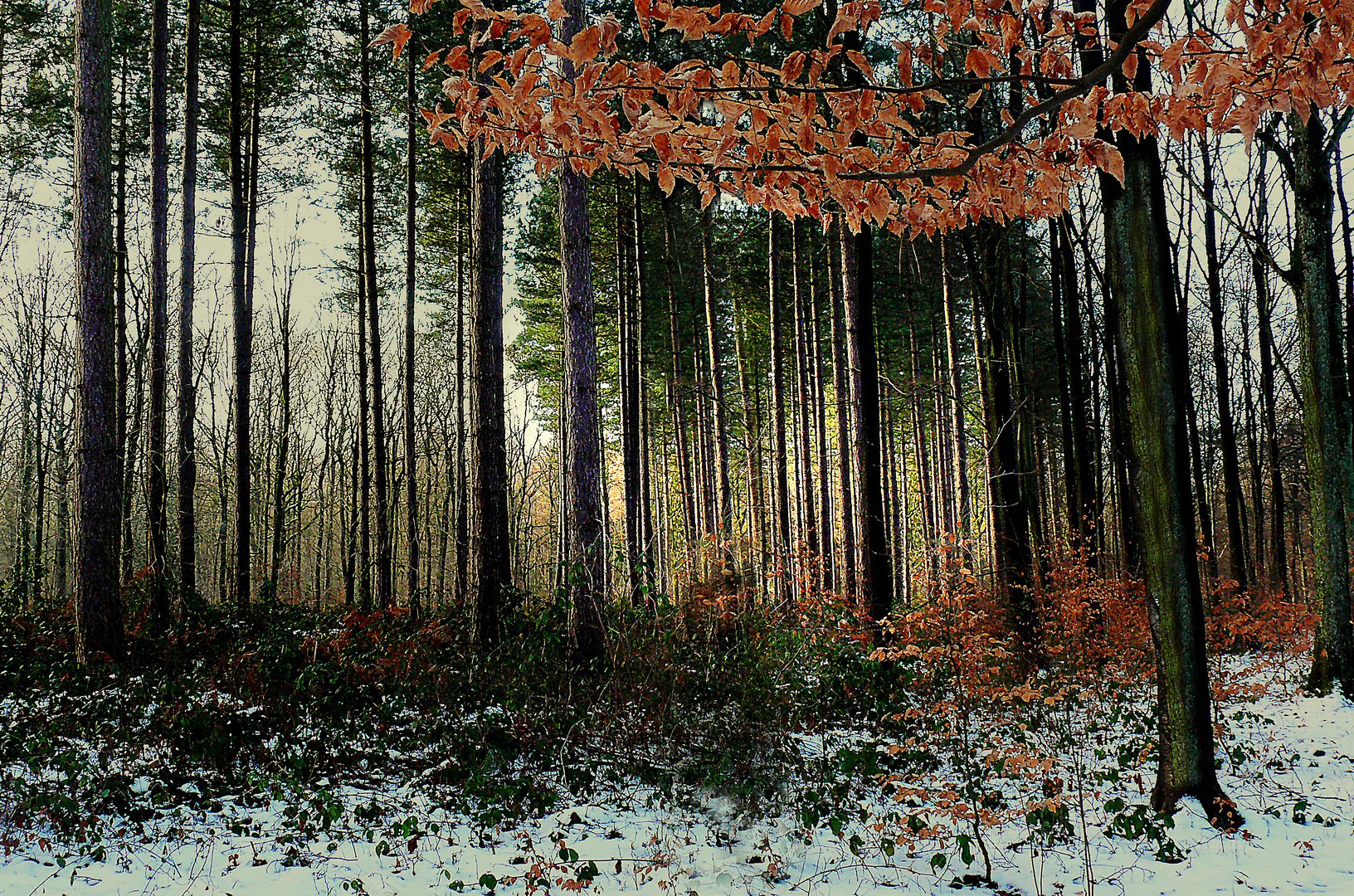 Lueur dans la forêt