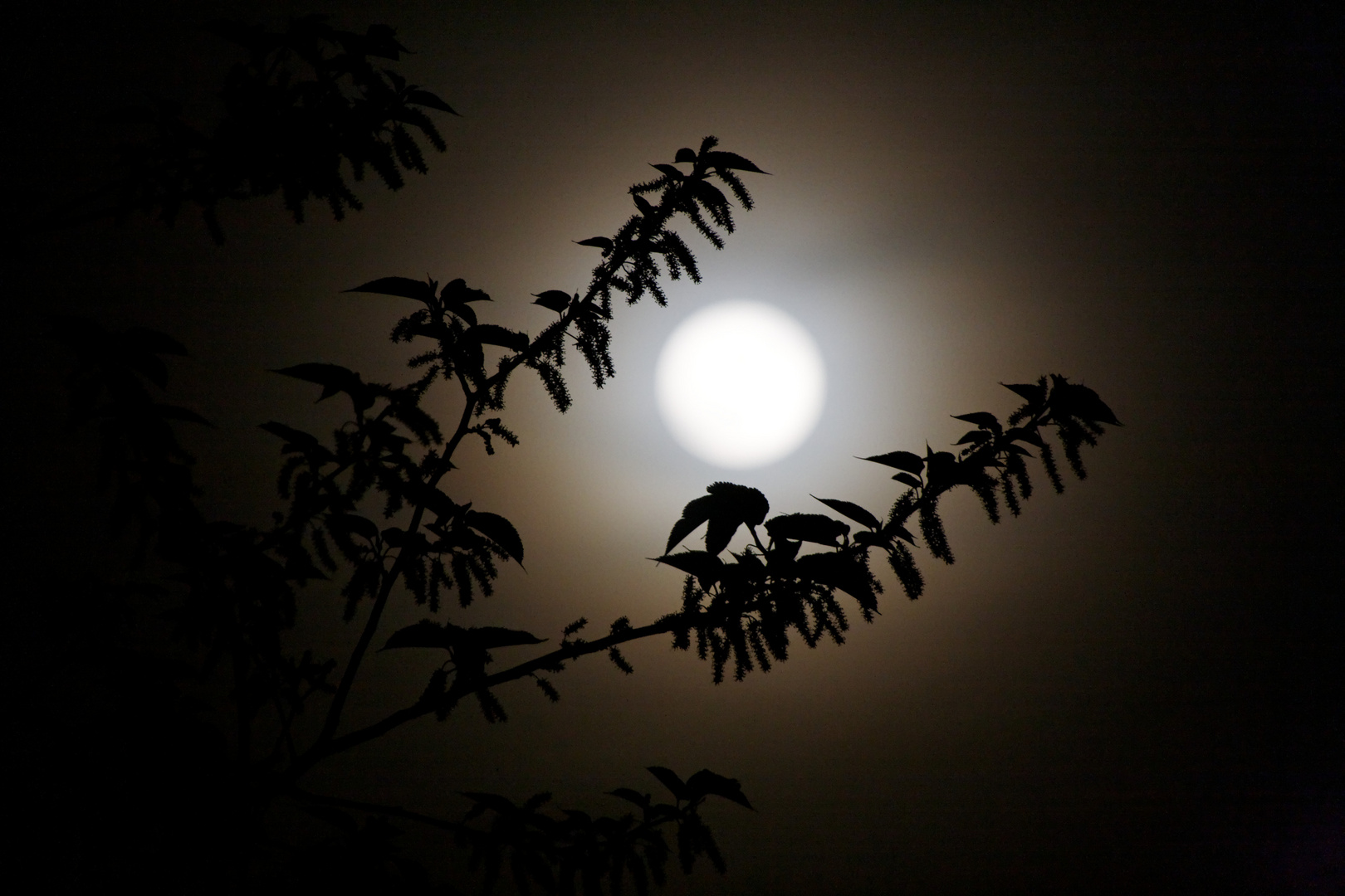 Lueur d'une nuit d'été...