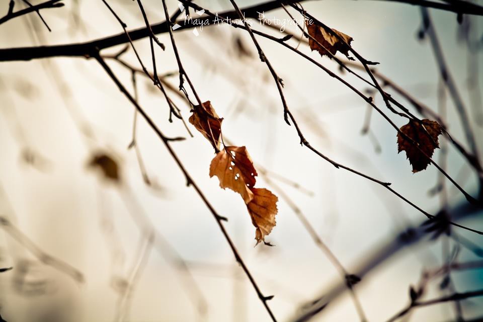 Lueurs d'automne...