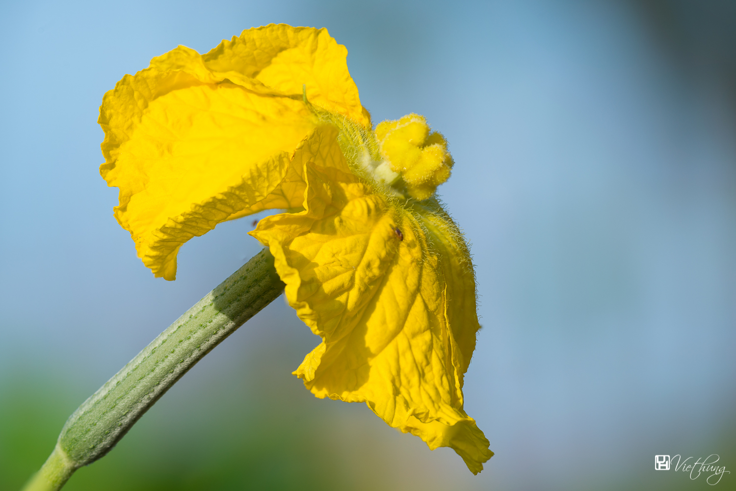 Luffa cylindrica - Sponge Gourd