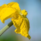 Luffa cylindrica - Sponge Gourd