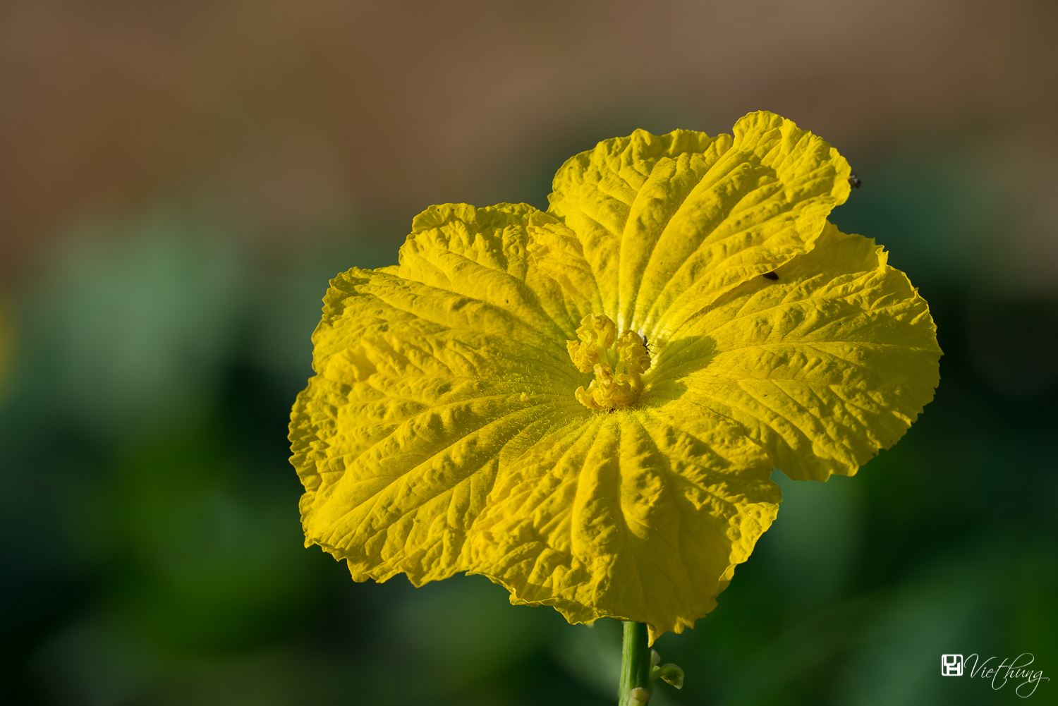 Luffa cylindrica - Sponge Gourd #!