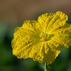 Luffa cylindrica - Sponge Gourd #!