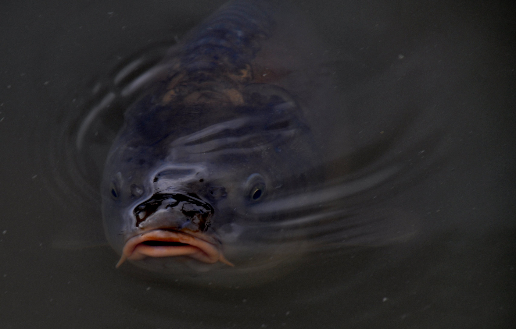 Luft schnappen... Foto & Bild tiere, wildlife, fische Bilder auf