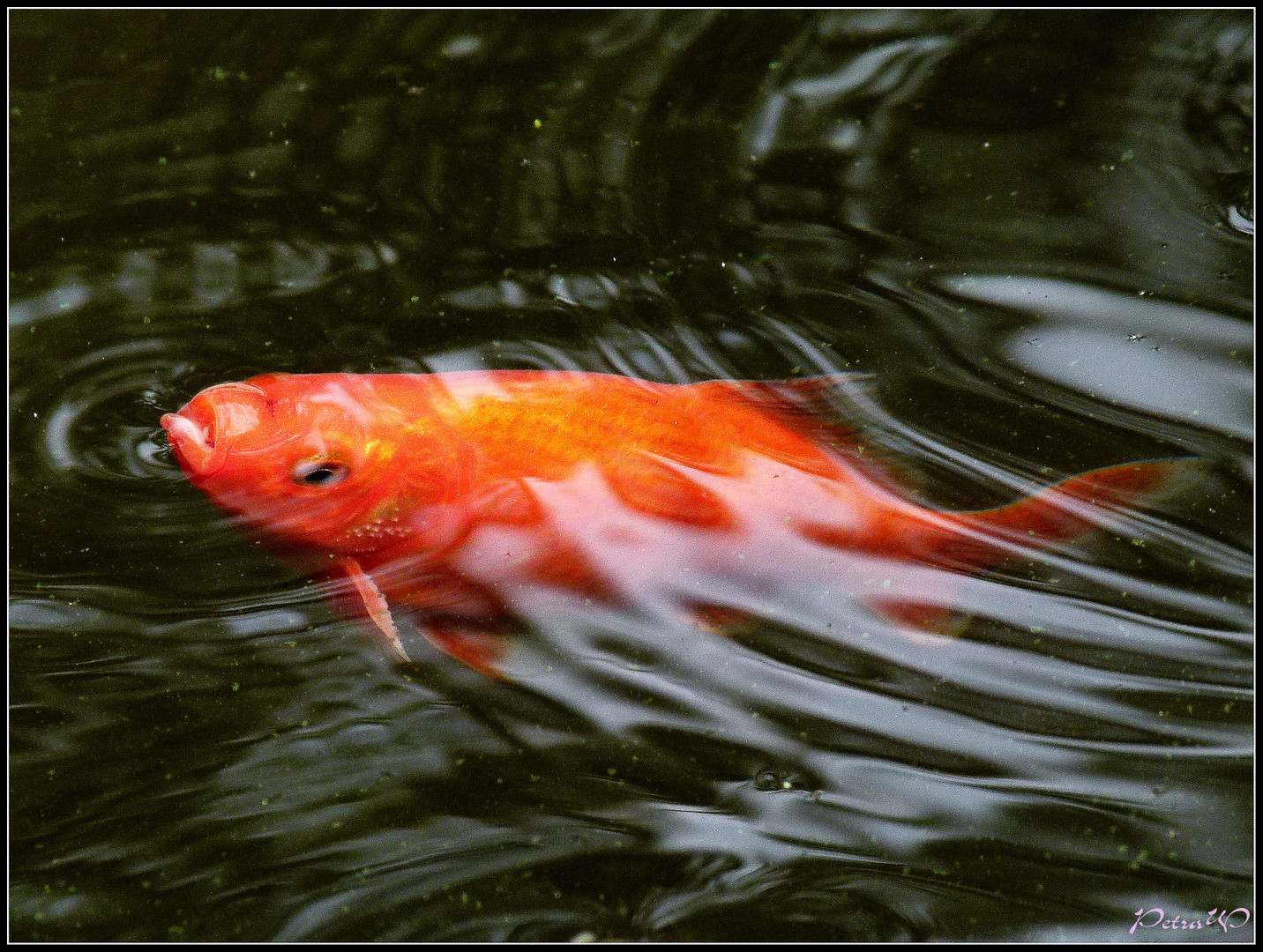 Luft schnappen Foto & Bild tiere, wildlife, fische Bilder auf