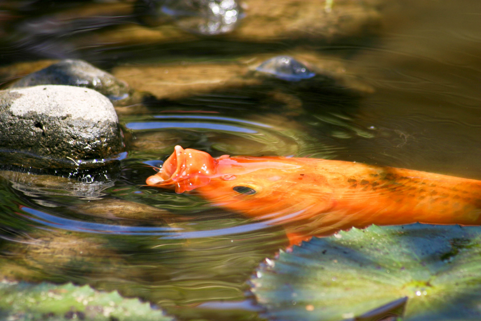 Luft schnappen Foto & Bild tiere, wildlife, fische Bilder auf