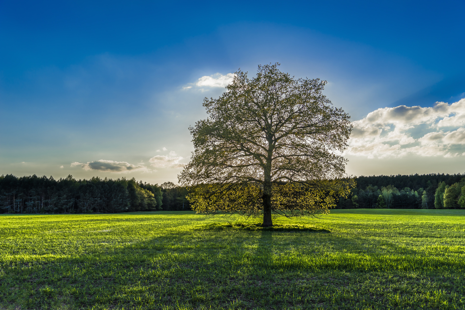 Luft und Licht - Baum im südlichen Brandenburg