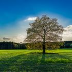 Luft und Licht - Baum im südlichen Brandenburg