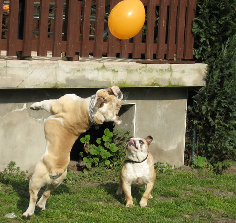 Luftballon