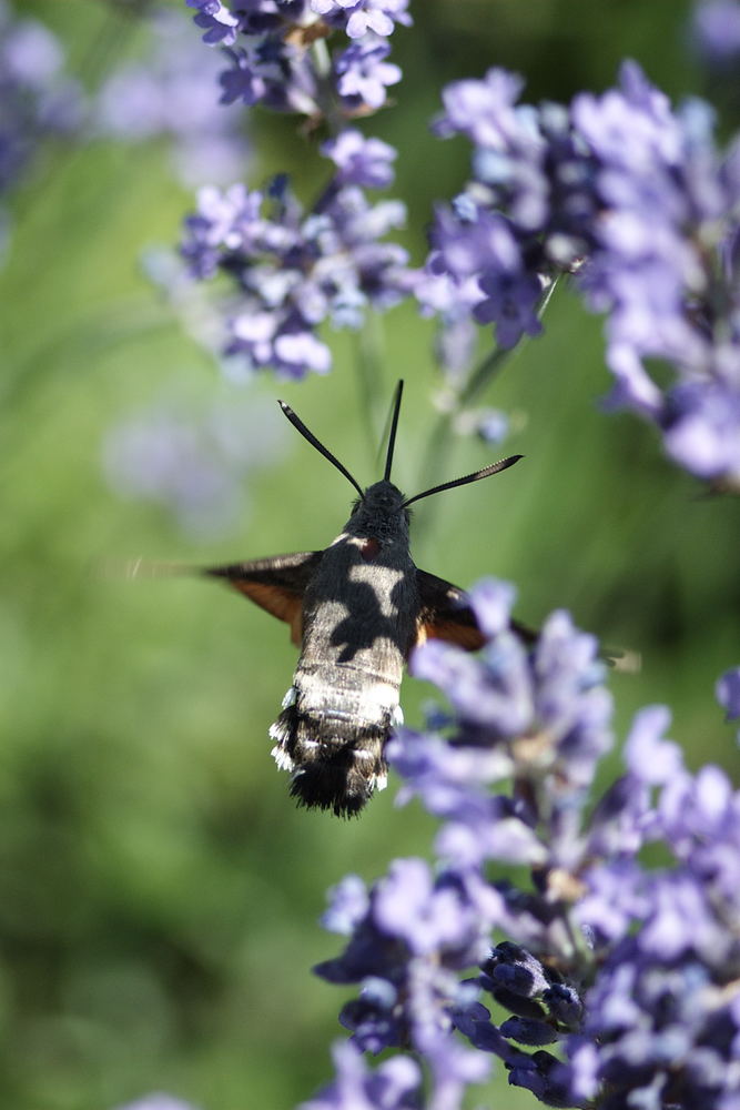 Luftbetankung im Lavendel: Kolibri-Schwärmer (Taubenschwänzchen) - Macroglossum Stellatarum