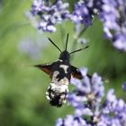 Luftbetankung im Lavendel: Kolibri-Schwärmer (Taubenschwänzchen) - Macroglossum Stellatarum