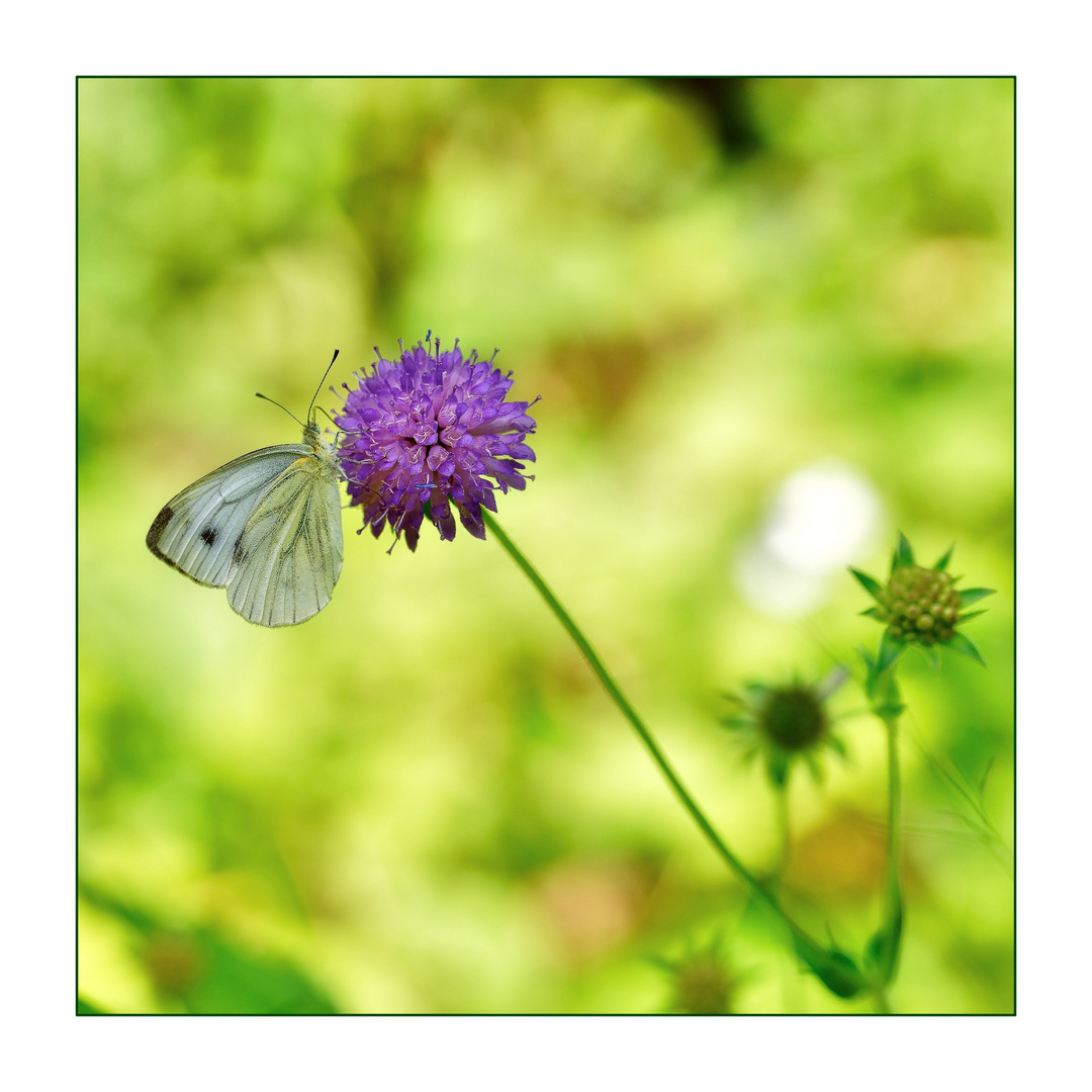 luftig - duftig Foto &amp; Bild | makro, natur, pflanzen Bilder auf ...