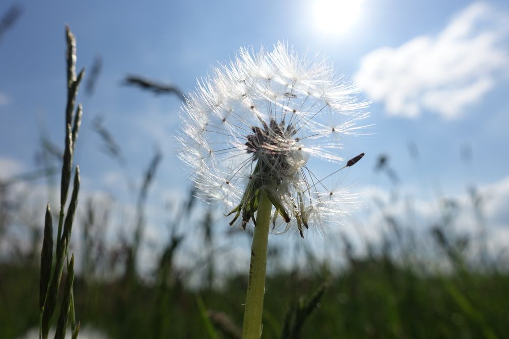 Luftig leicht Foto &amp; Bild | landschaft / planzen, wiese, natur Bilder ...