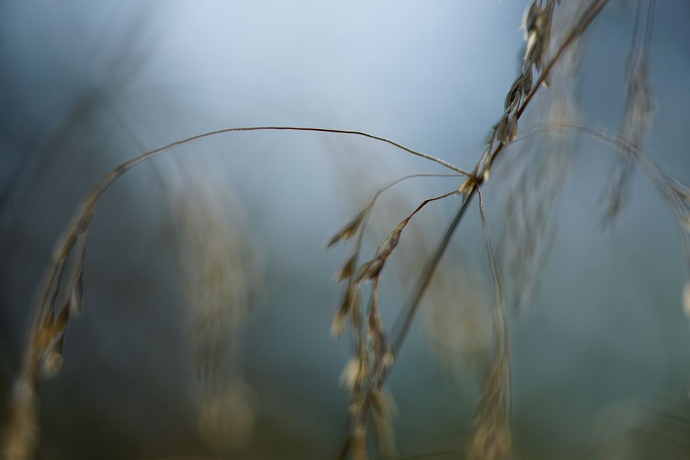 luftig-licht Foto &amp; Bild | gras, natur, fine art Bilder auf fotocommunity