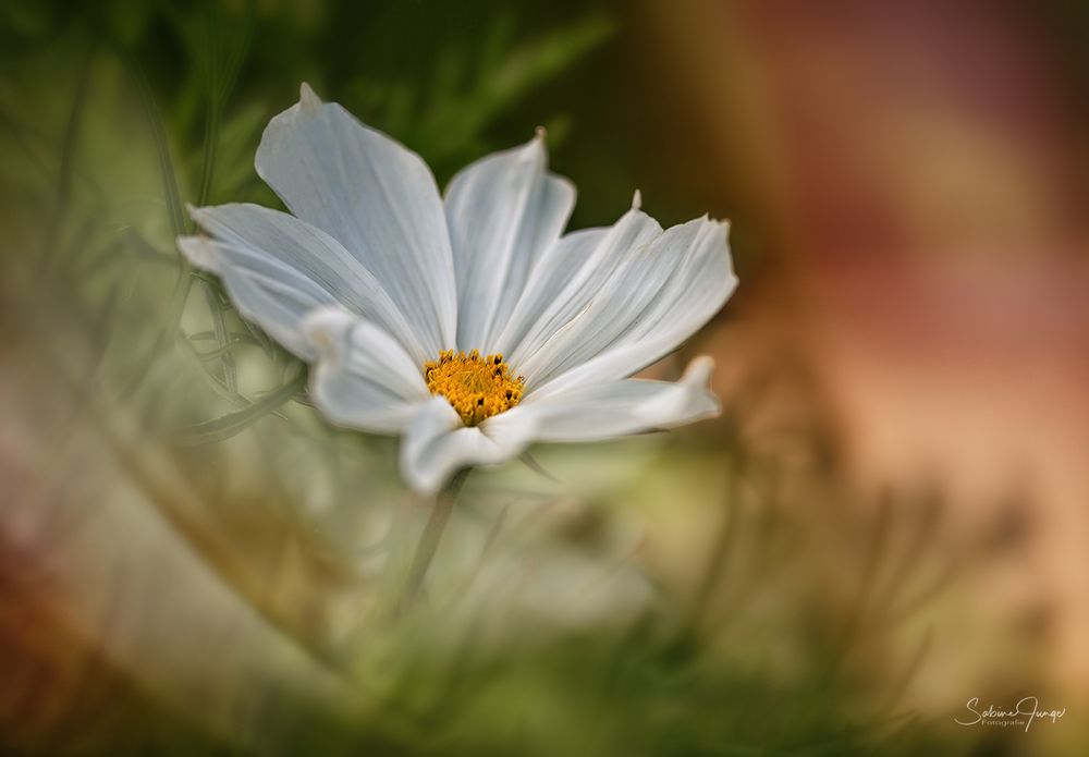 Luftig und leicht Foto &amp; Bild | natur-makros, projekte, natur-kreativ ...