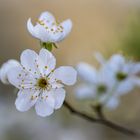 luftig-wolkig-frühlingsfrisch