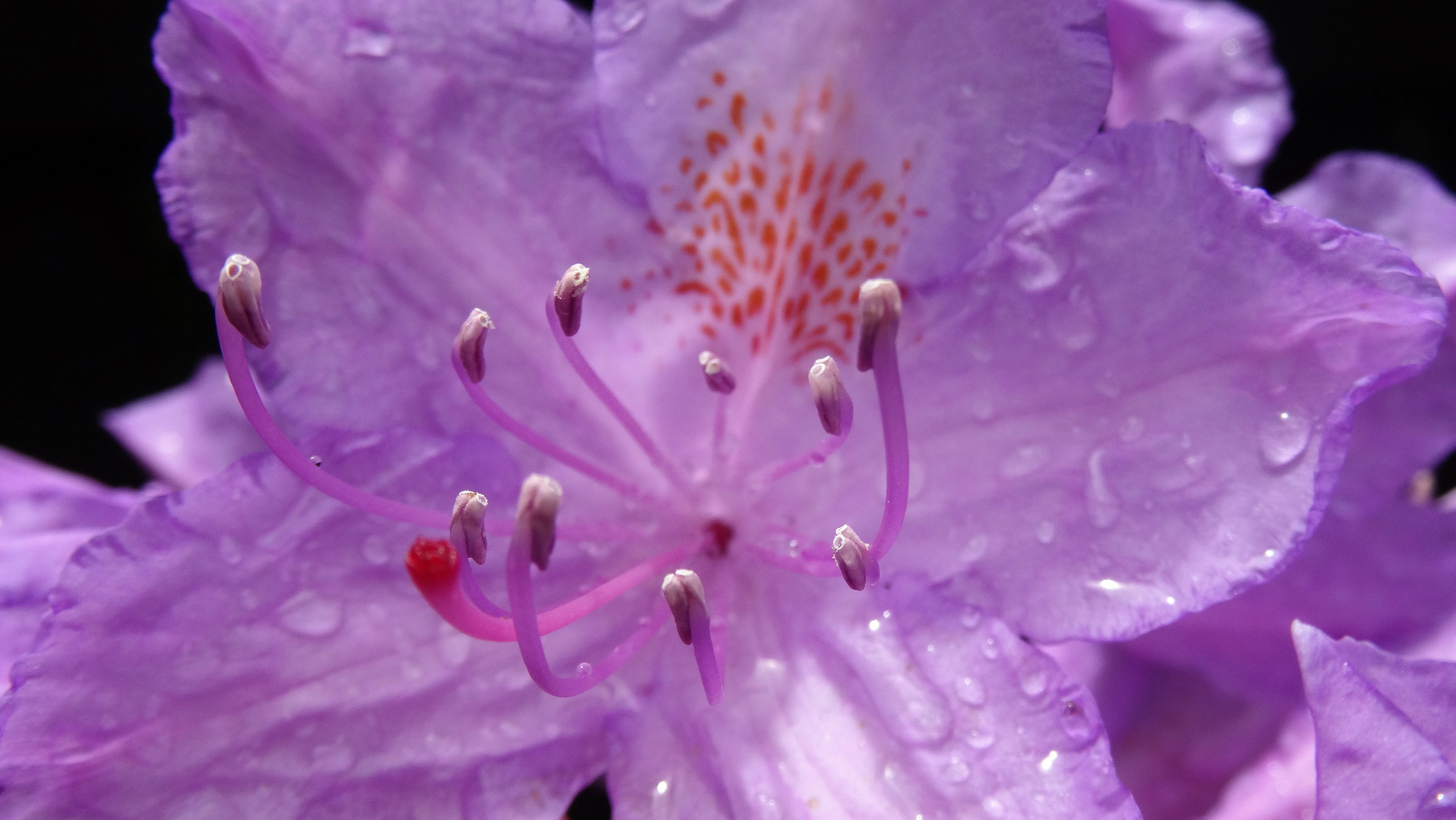 Luftige Sommerblüte in lila 