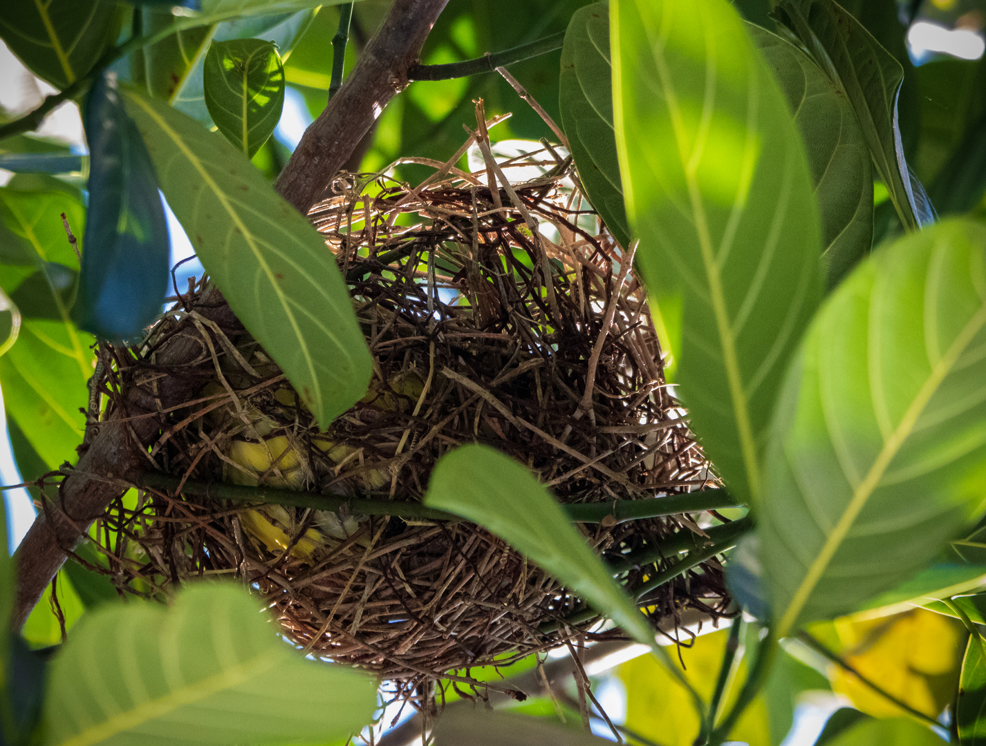 Luftiges Nest des Feigenpirols