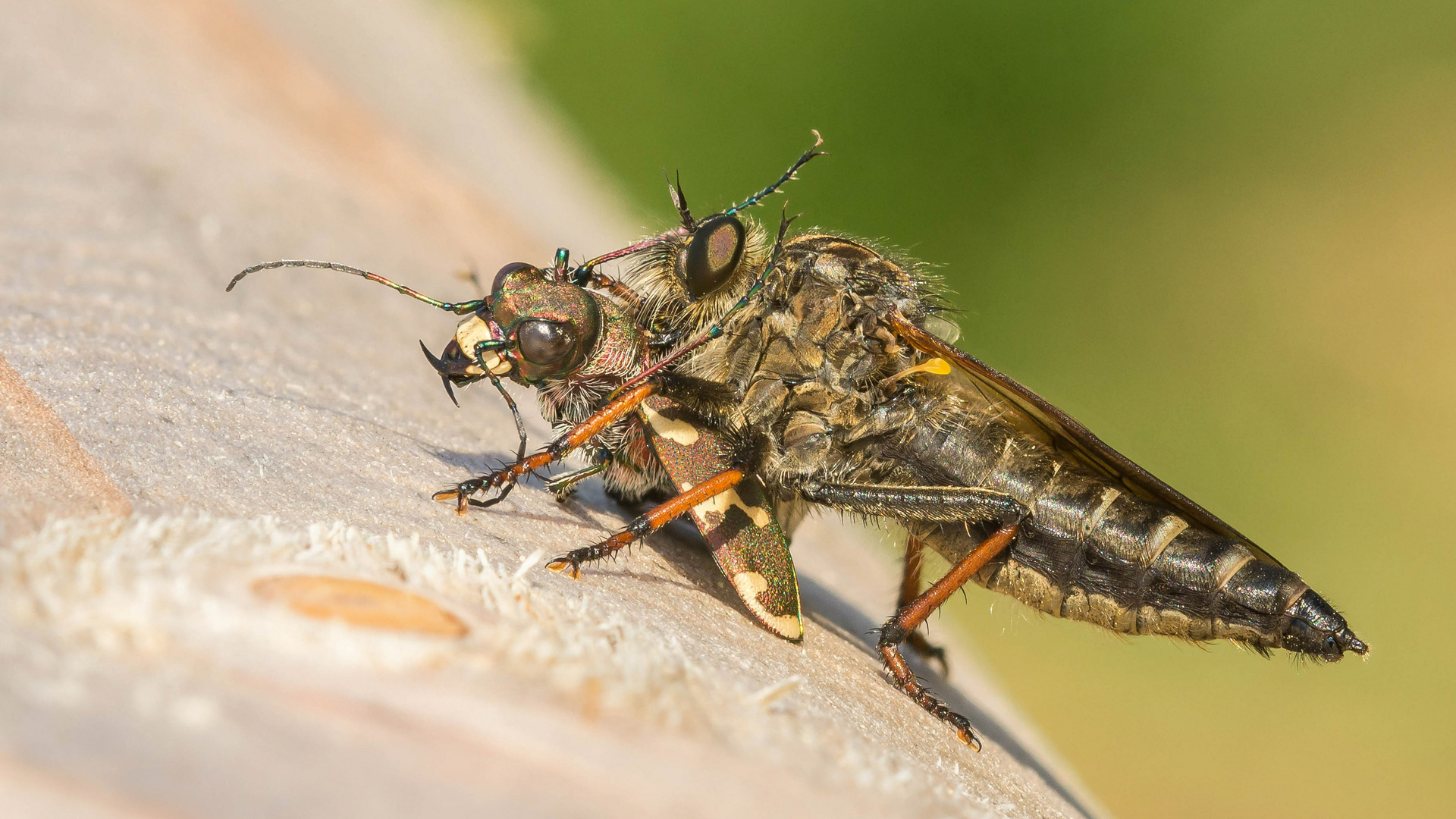 Luftjäger erbeutet Bodenjäger (Stackaufnahme)