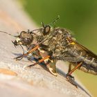 Luftjäger erbeutet Bodenjäger (Stackaufnahme)