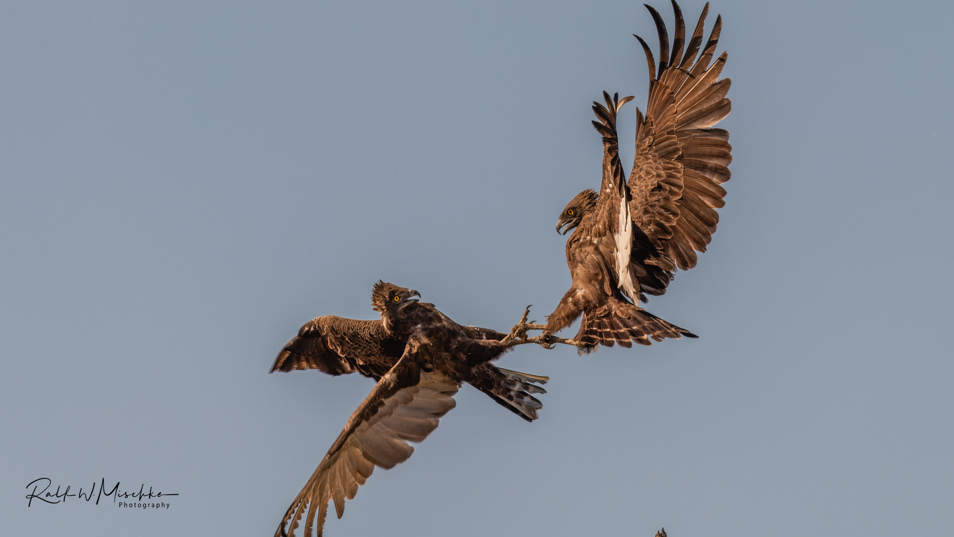 Luftkampf der Adler