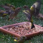 Luftkampf der Grünfinken