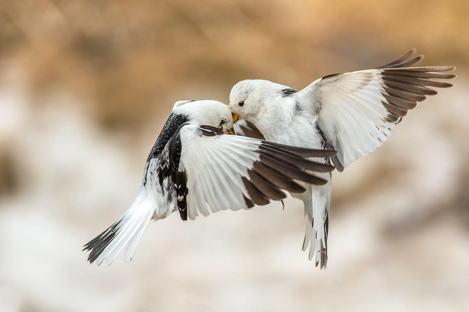 Luftkampf der Schneeammern