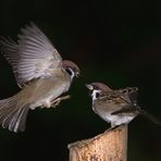 Luftkampf der Sperlinge 09