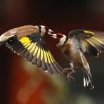 Luftkampf: Schnabel um Schnabel (Carduelis carduelis)