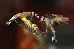 Luftkampf: Schnabel um Schnabel (Carduelis carduelis)