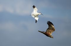 Luftkampf über Texel