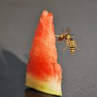 Luftkampf um ein Stück Melone