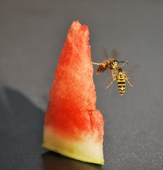Luftkampf um ein Stück Melone