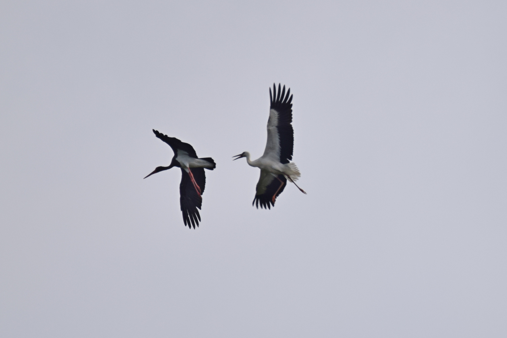 Luftkampf Weißstorch gegen Schwarzstorch