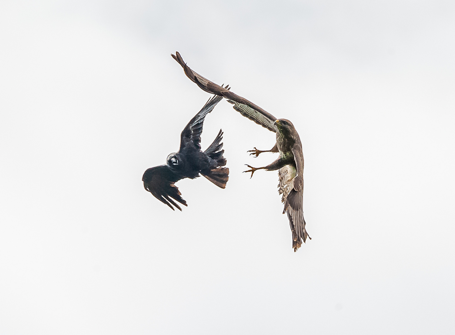 Luftkampf zwischen Bussard und Rabe