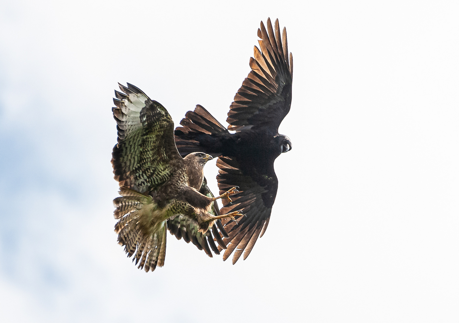 Luftkampf zwischen Mäusebussard und Kolkrabe