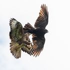 Luftkampf zwischen Mäusebussard und Kolkrabe