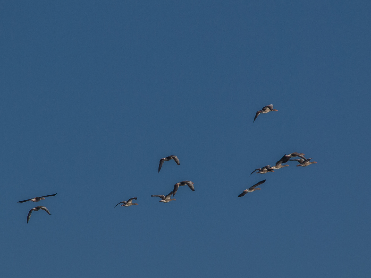 Luftkampfgeschwader Gans