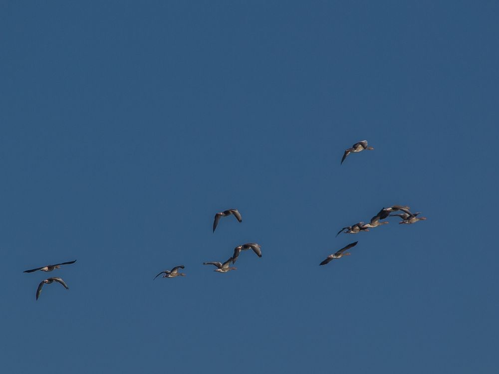 Luftkampfgeschwader Gans